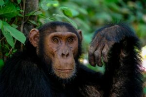 Kibale National Park
