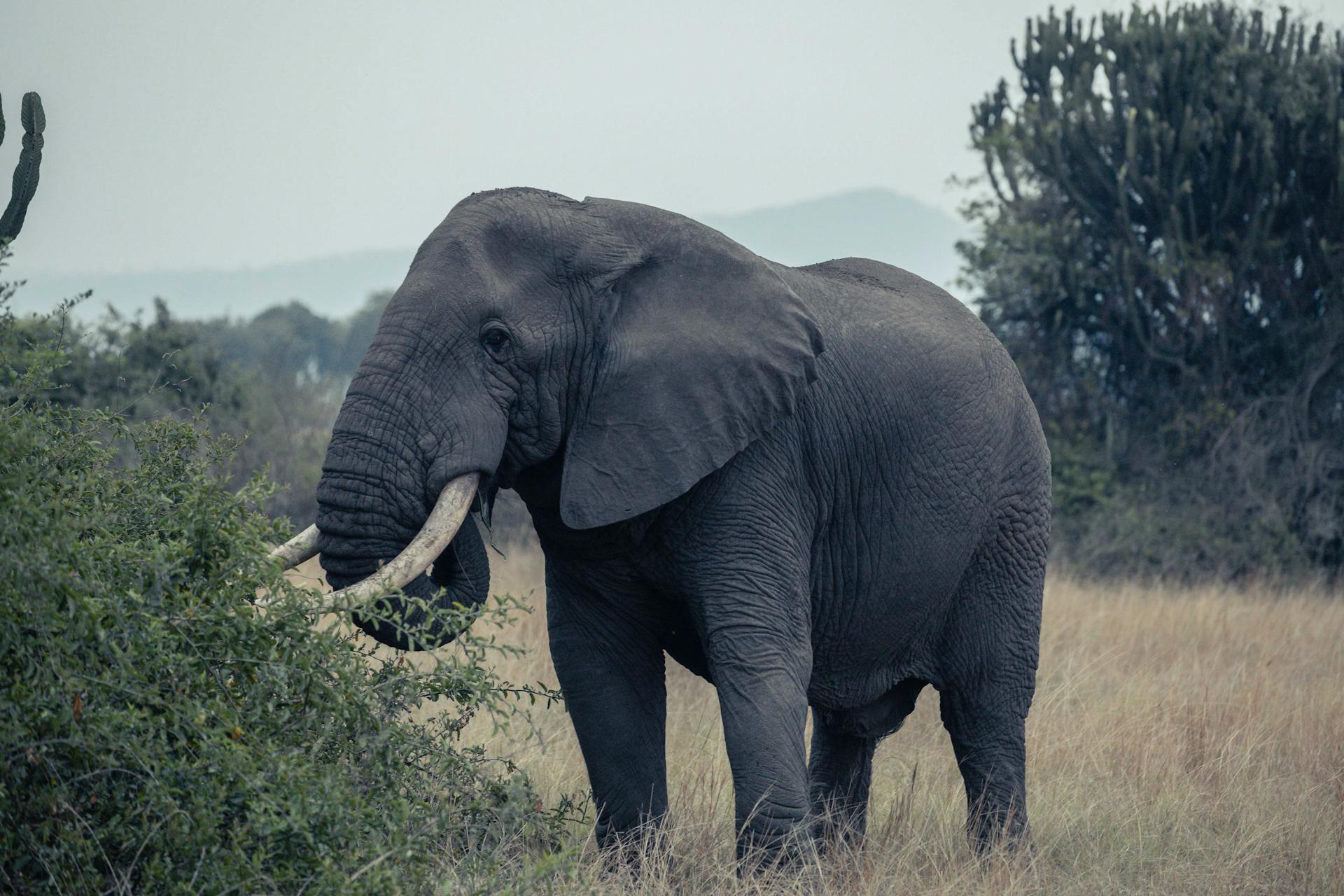 Queen Elizabeth National Park Uganda