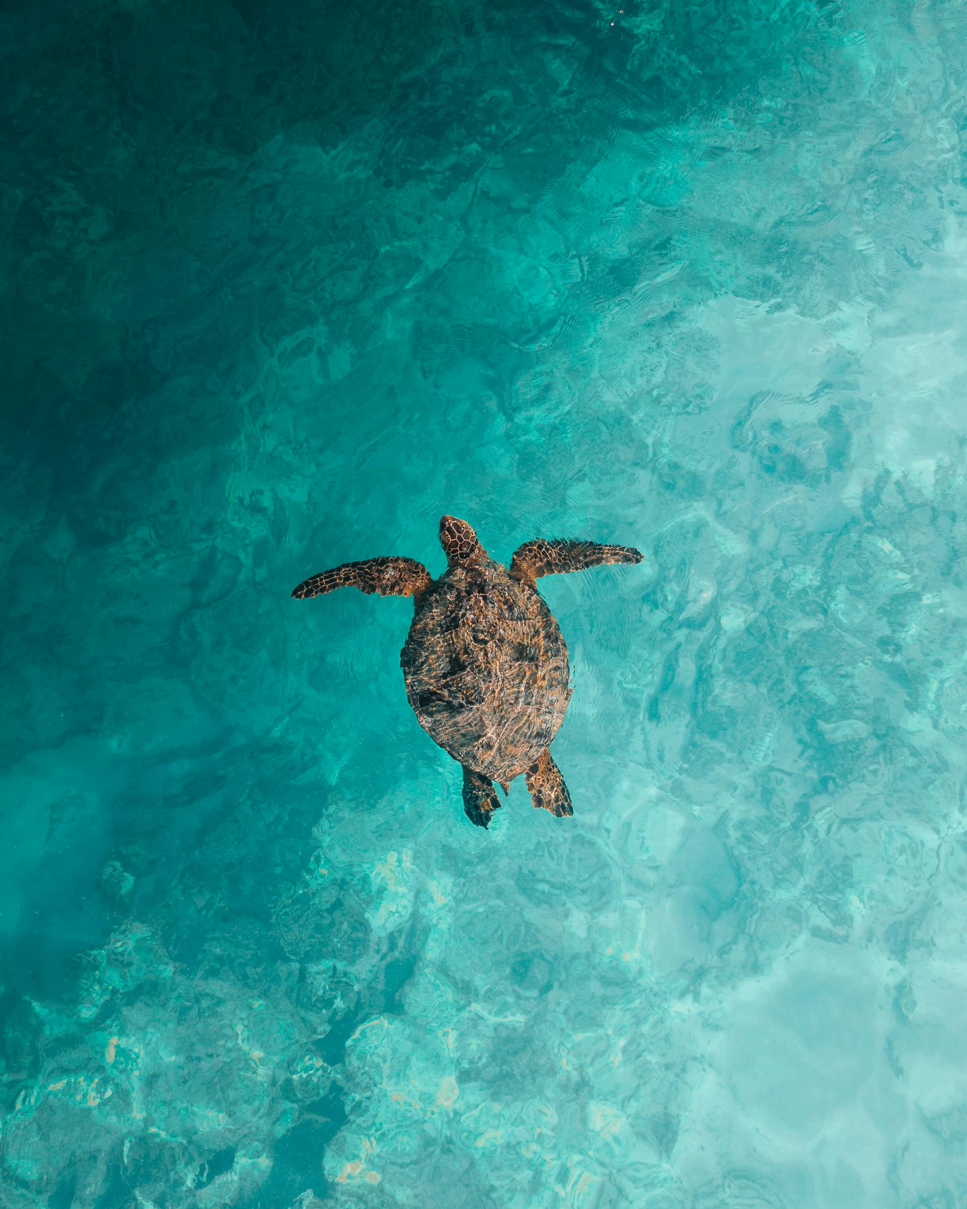 Wasini Island snorkeling