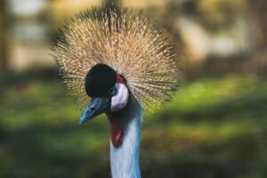Queen Elizabeth National Park