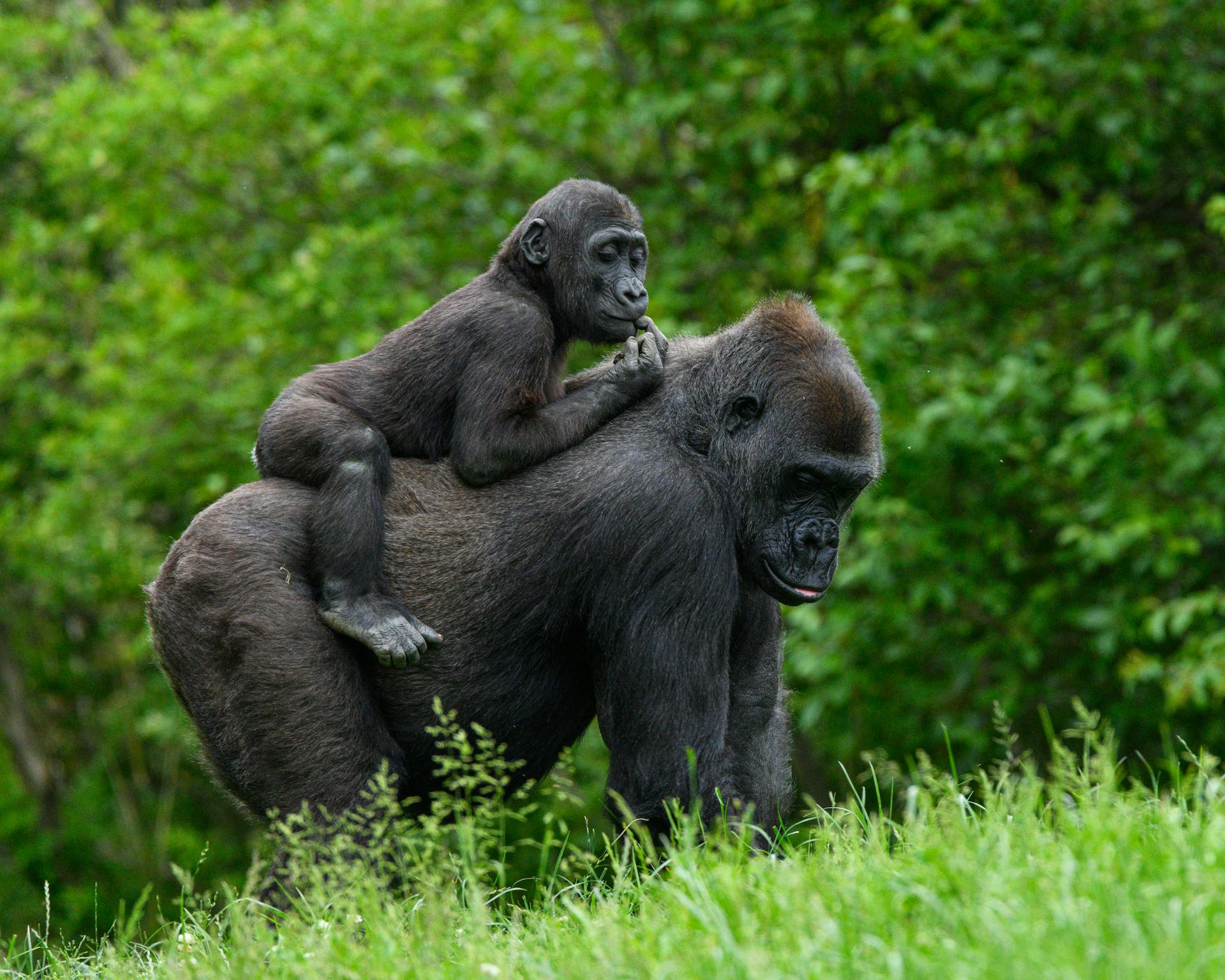 Gorilla trekking Uganda luxury