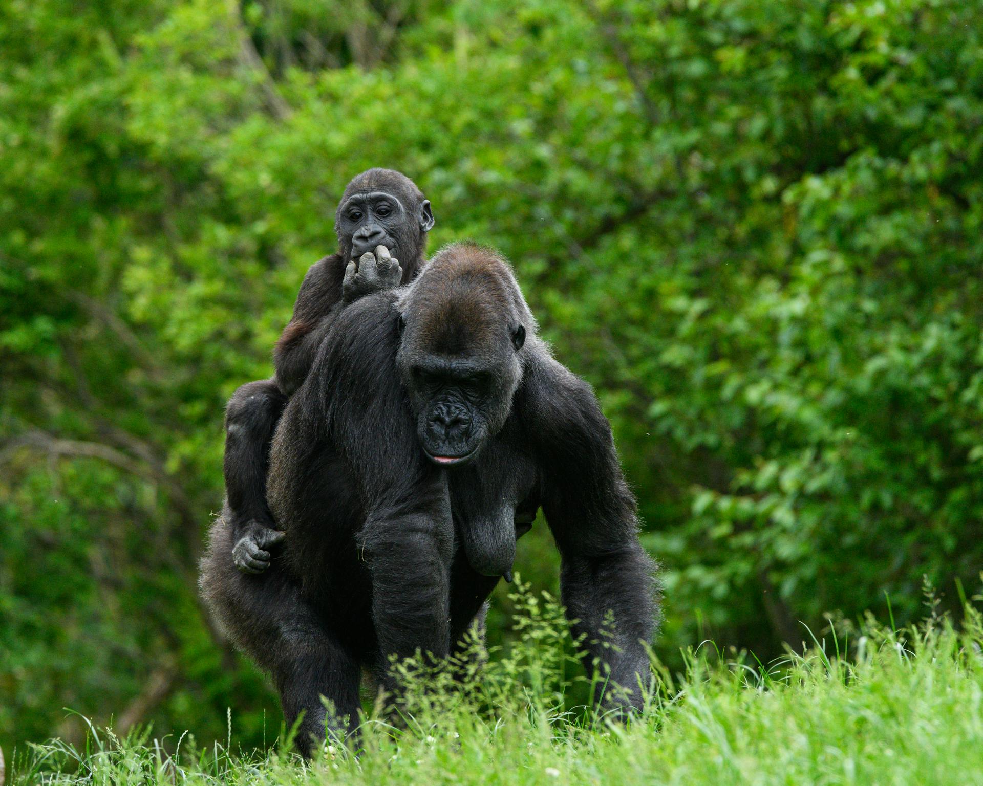 Bwindi Impenetrable Forest hike